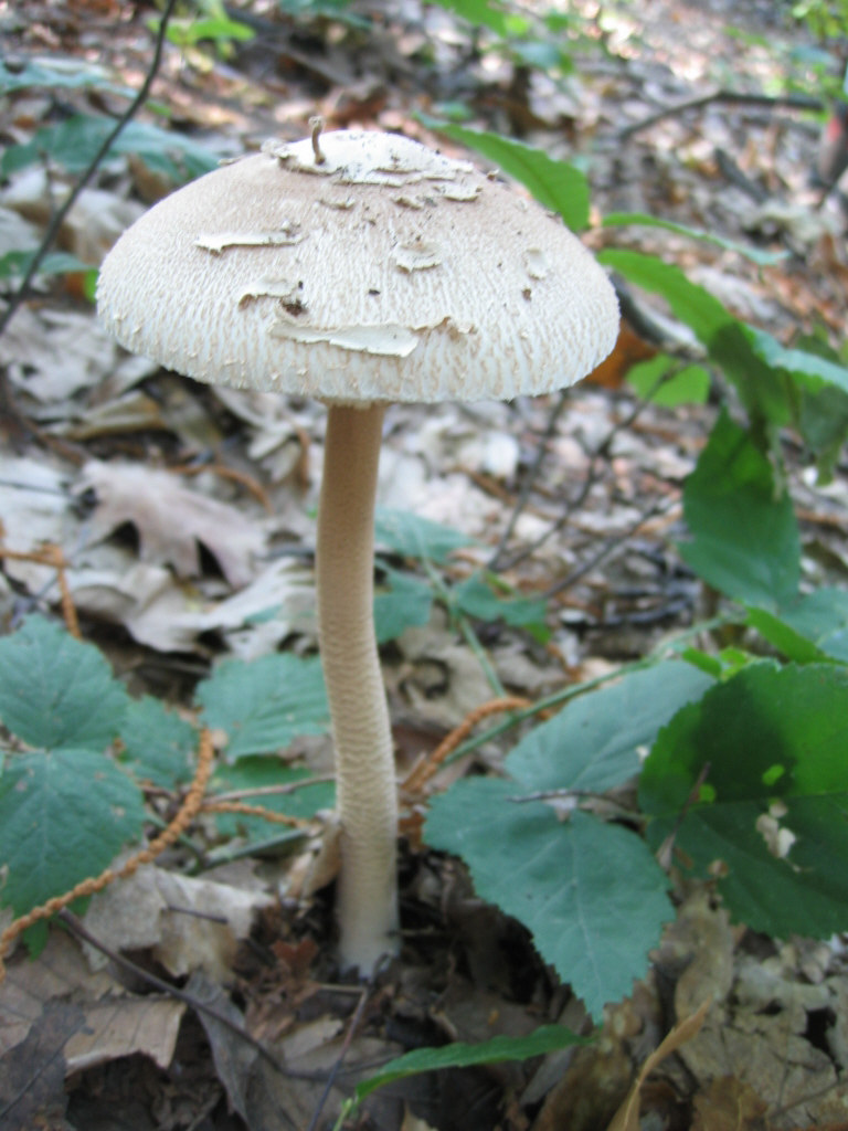 La nativit.... continua (Macrolepiota procera)